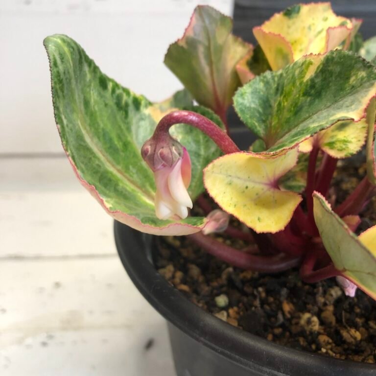 Variegated cyclamen persicum variegated - Image 4