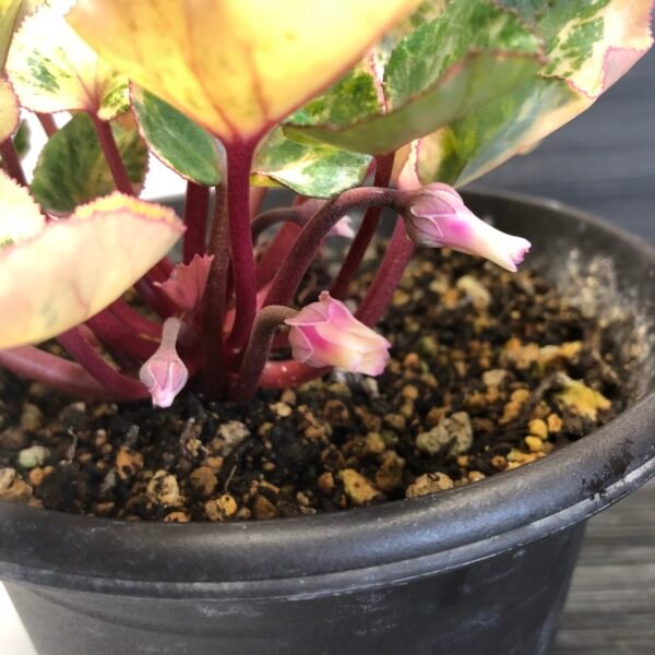 Variegated cyclamen persicum variegated - Image 5