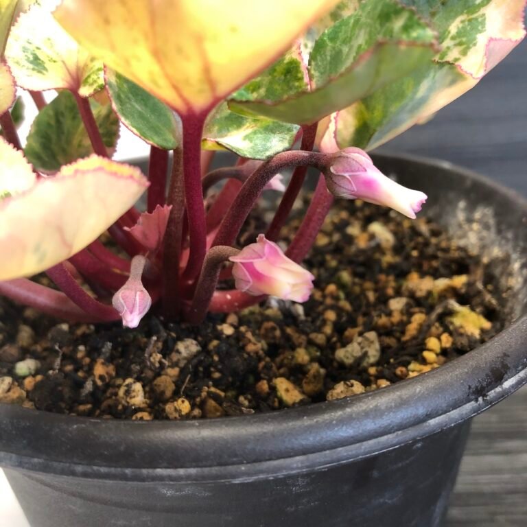 Variegated cyclamen persicum variegated - Image 5