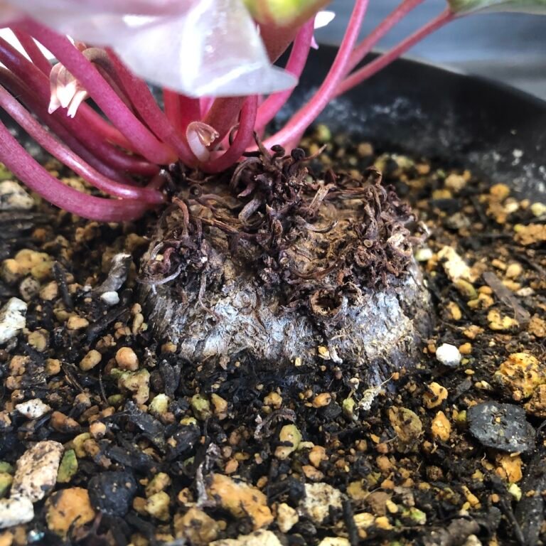 Variegated cyclamen persicum variegated - Image 6
