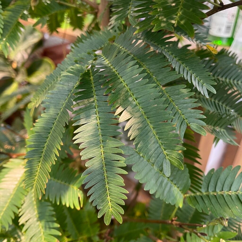 Everfresh Tree Pithecellobium Confertum