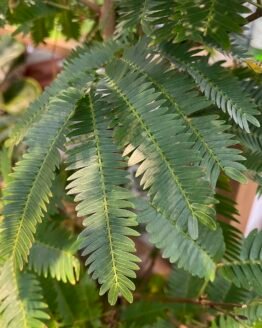 Everfresh Tree Pithecellobium Confertum