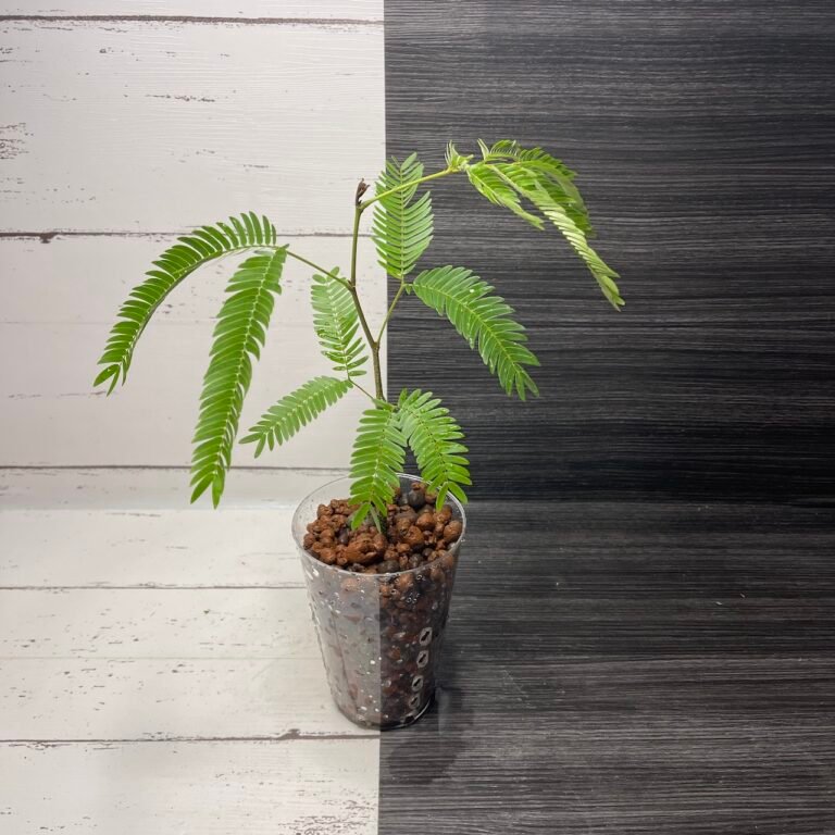 Everfresh Tree Pithecellobium Confertum - Image 2