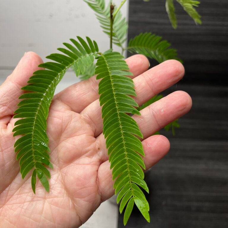 Everfresh Tree Pithecellobium Confertum - Image 3