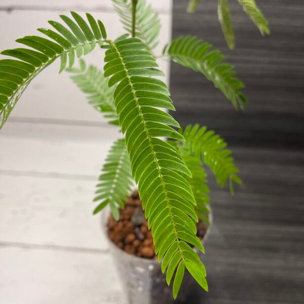 Everfresh Tree Pithecellobium Confertum - Image 4