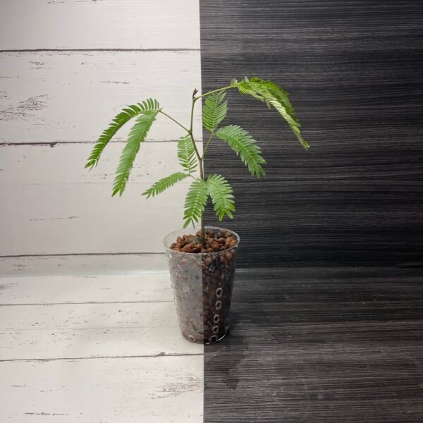 Everfresh Tree Pithecellobium Confertum - Image 6