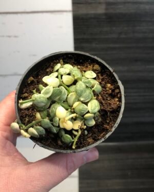 Variegated dischidia nummularia