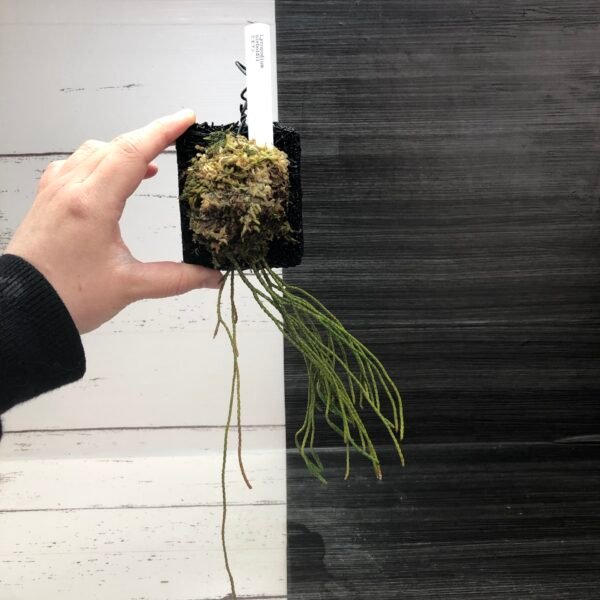 Lycopodium Sieboldii - Image 3