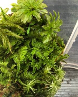 Moss Terranium Set