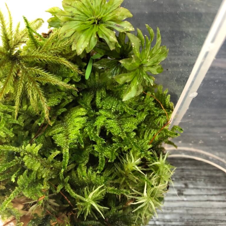 Moss Terranium Set