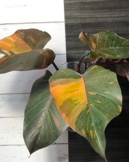 Philodendron Orange Princess