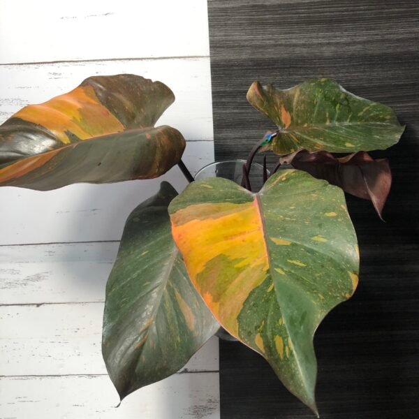 Philodendron Orange Princess