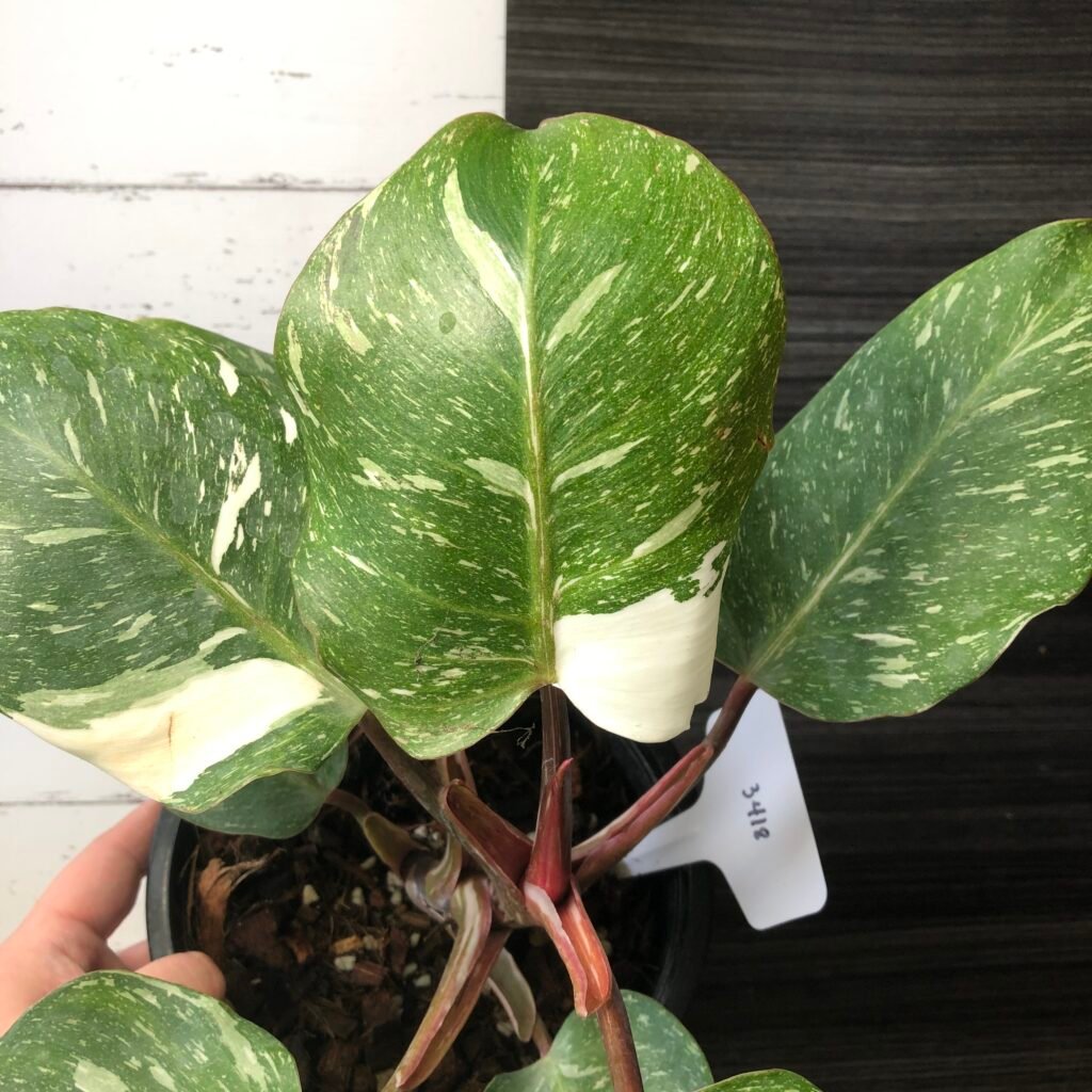 Philodendron White Knight