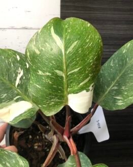 Philodendron White Knight