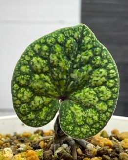 Asarum Omoro Japanese Wild Ginger