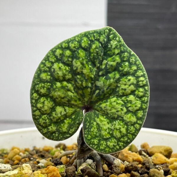 Asarum Omoro Japanese Wild Ginger