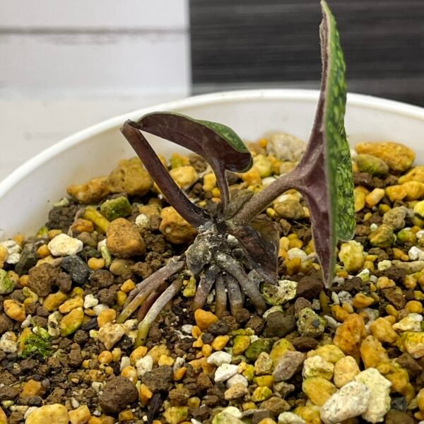 Asarum Omoro Japanese Wild Ginger - Image 5