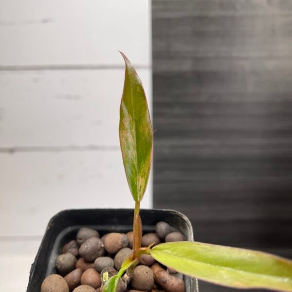 Philodendron Caramel Marble - Image 2