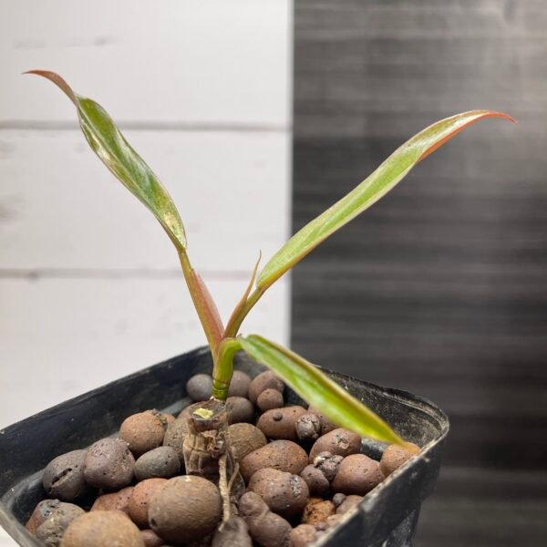 Philodendron Caramel Marble - Image 5