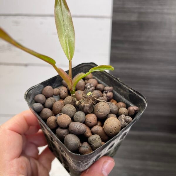 Philodendron Caramel Marble - Image 6