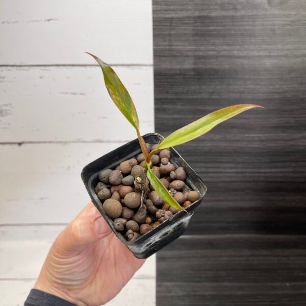 Philodendron Caramel Marble - Image 7