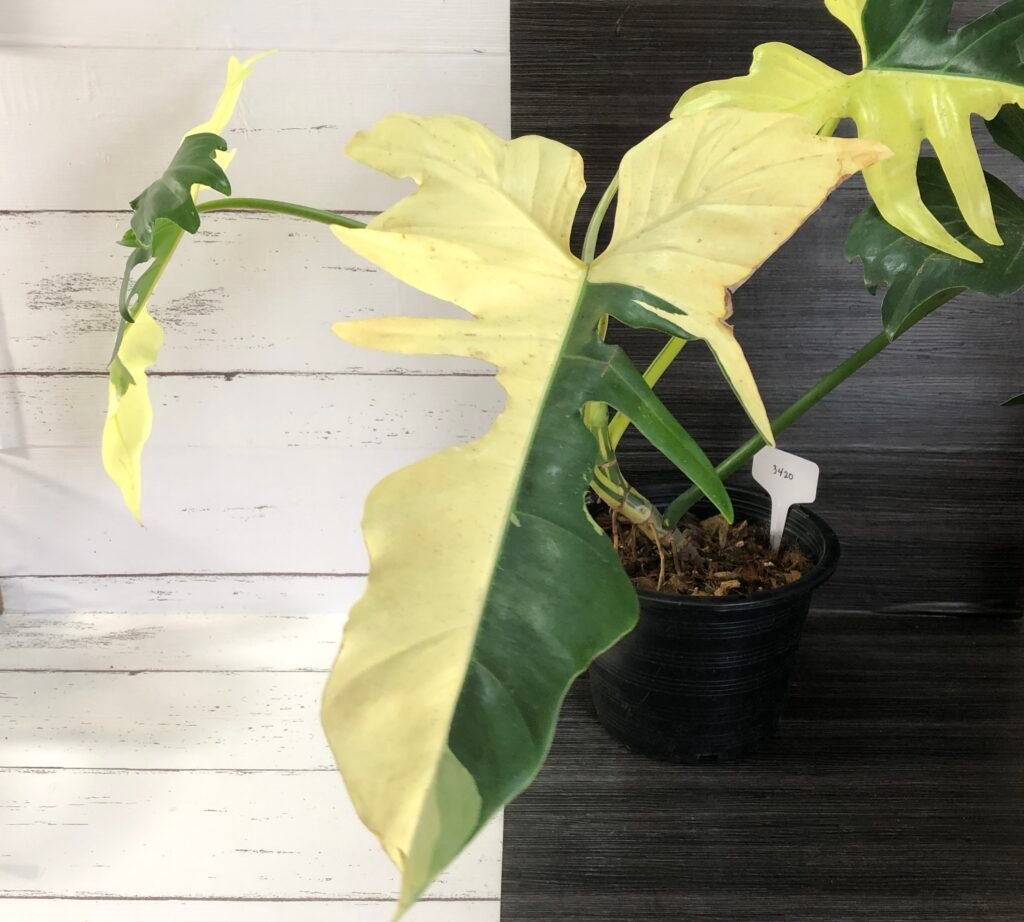 Variegated Philodendron Golden Dragon