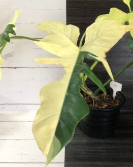 Variegated Philodendron Golden Dragon