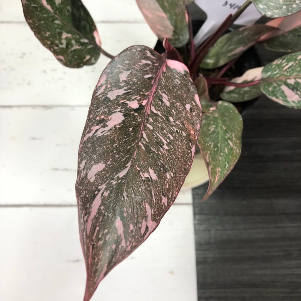 Large Philodendron Pink Princess 'Galaxy'