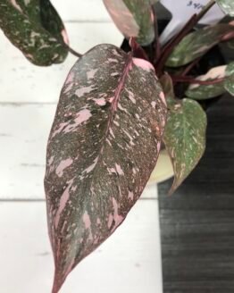 Large Philodendron Pink Princess 'Galaxy'