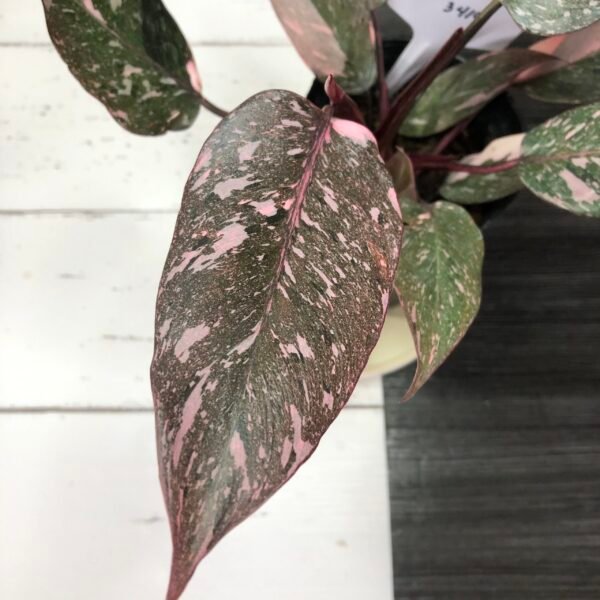 Large Philodendron Pink Princess 'Galaxy'