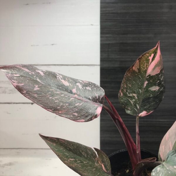 Large Philodendron Pink Princess 'Galaxy' - Image 3