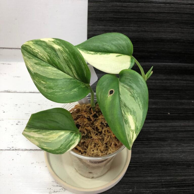 Variegated Scindapsus Rubicon | 2425 - Image 2