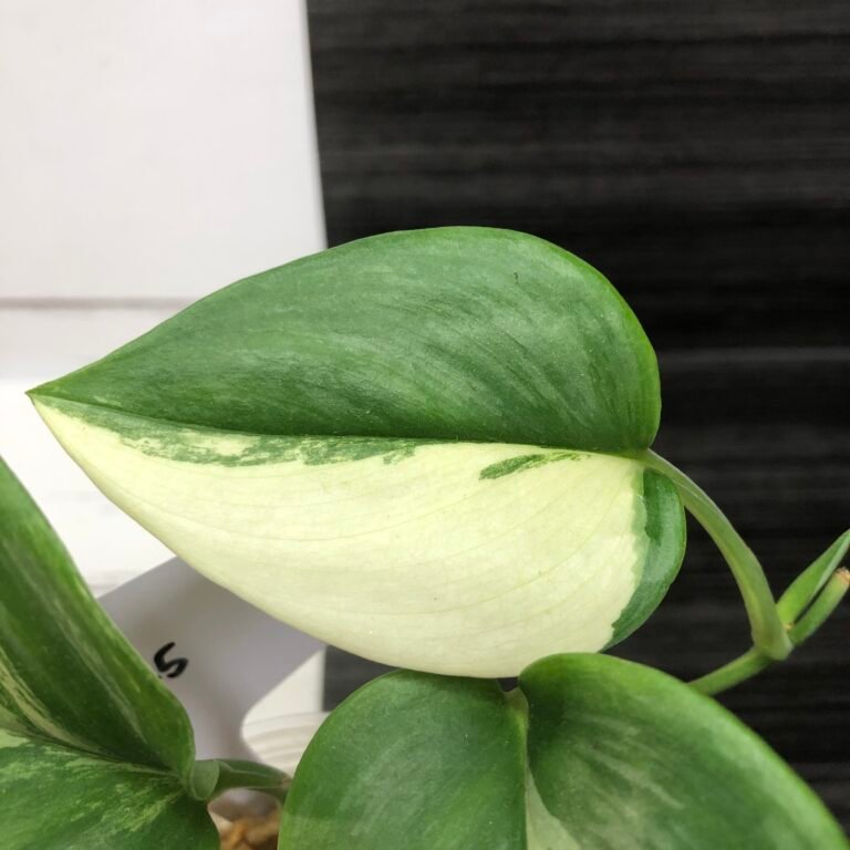 Variegated Scindapsus Rubicon | 2425