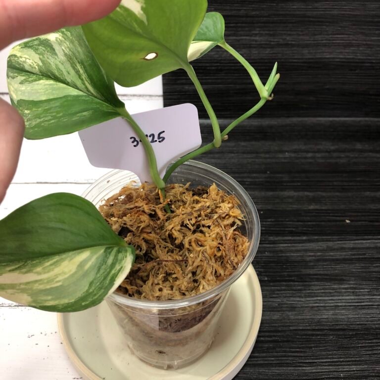 Variegated Scindapsus Rubicon | 2425 - Image 3