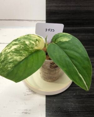 Variegated Scindapsus Jade Satin