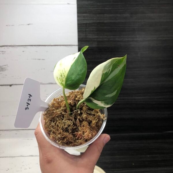 Variegated Scindapsus Treubii Moonlight | 3424 - Image 3