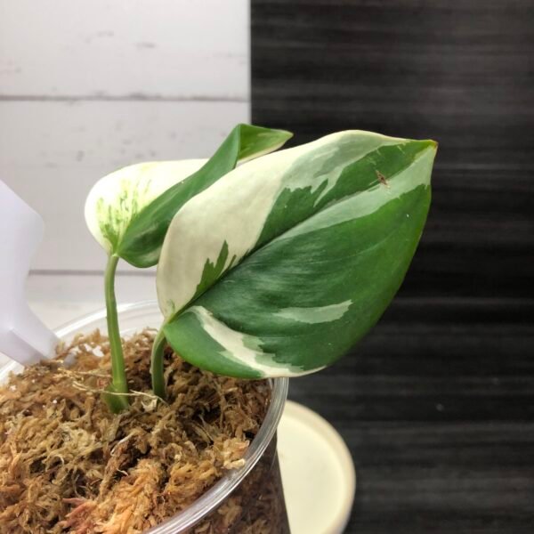 Variegated Scindapsus Treubii Moonlight | 3424 - Image 2