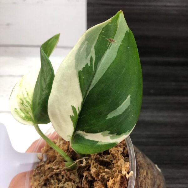 Variegated Scindapsus Treubii Moonlight | 3424