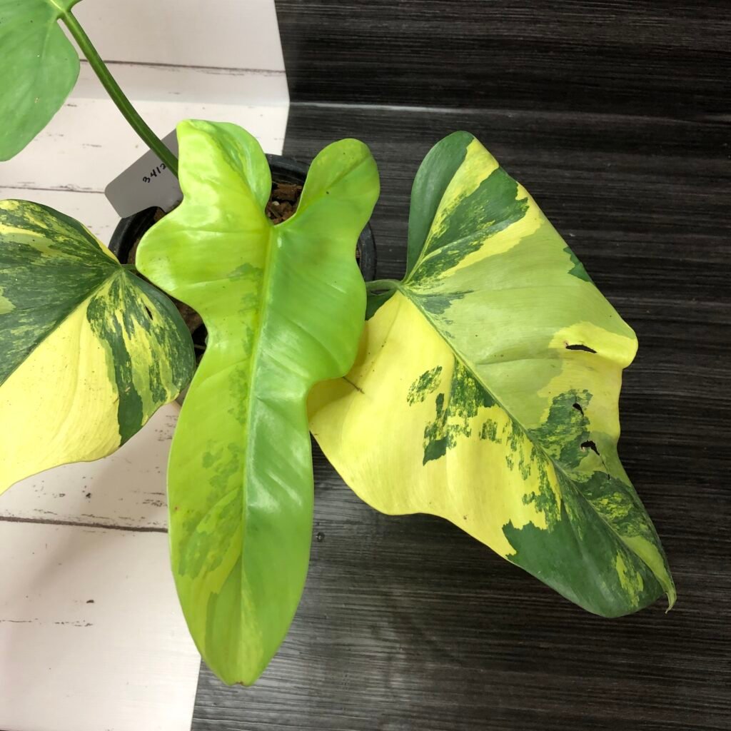 Large Variegated Philodendron Bipennifolium