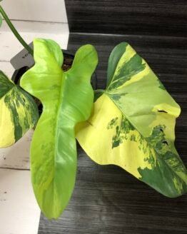 Large Variegated Philodendron Bipennifolium