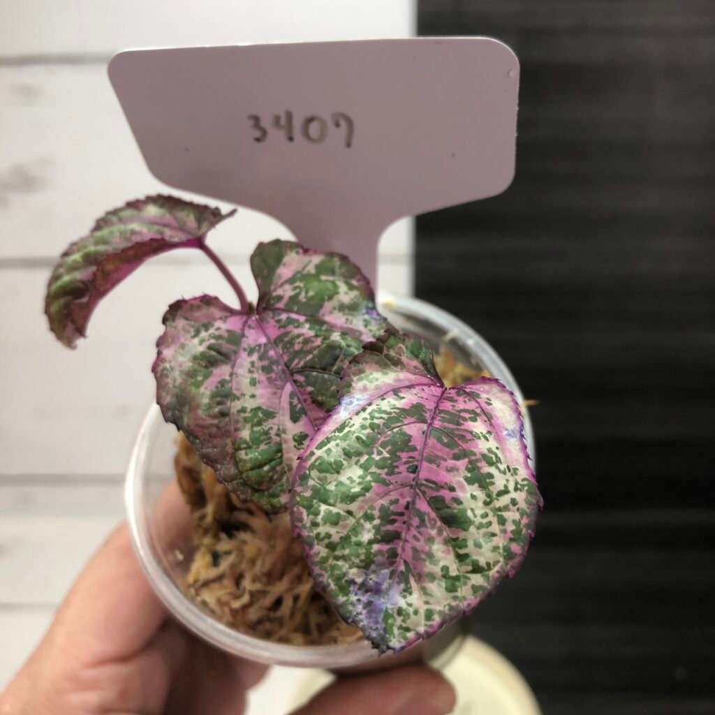 Variegated Cissus Discolor 'Blume' | 3407