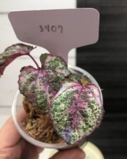Variegated Cissus Discolor 'Blume' | 3407
