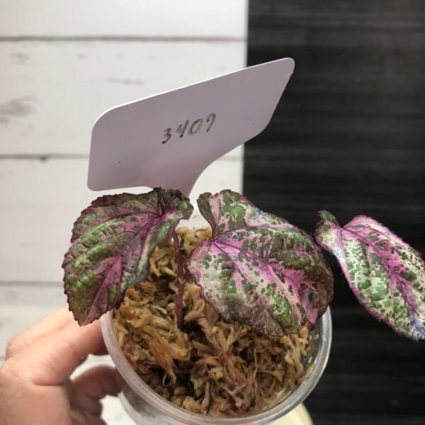 Variegated Cissus Discolor 'Blume' | 3407 - Image 2