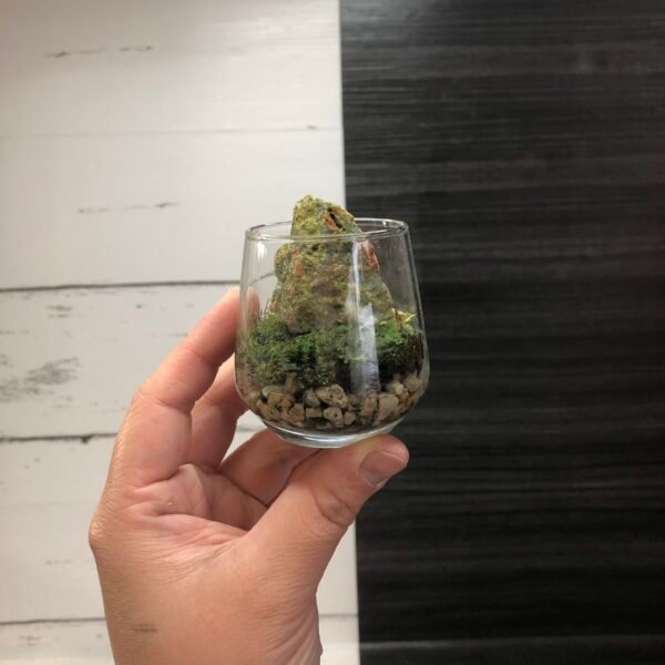 Gemstone Terrarium Kit - Image 3