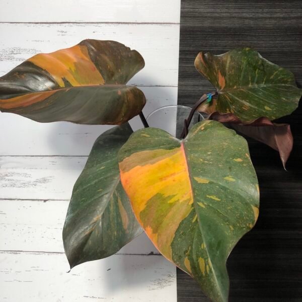 Philodendron Orange Princess - Image 4