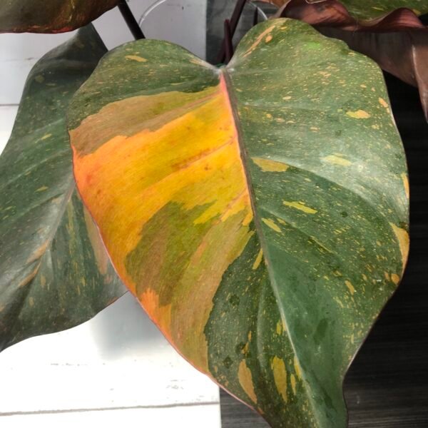 Philodendron Orange Princess - Image 2