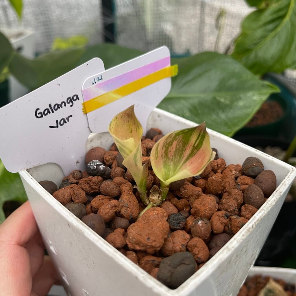 Pink Variegated Kaempferia Galanga | 6121