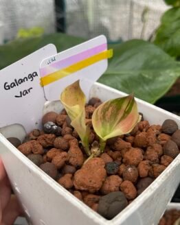 Pink Variegated Kaempferia Galanga | 6121