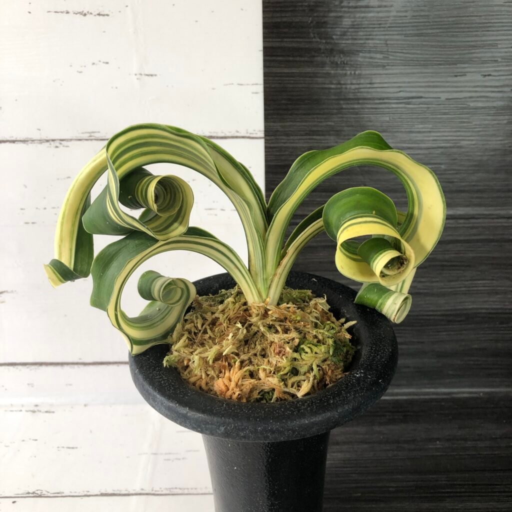Variegated Sacred Lily (rohdea japonica) Lion's Mane | 6129