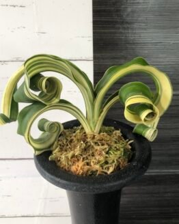 Variegated Sacred Lily (rohdea japonica) Lion's Mane | 6129